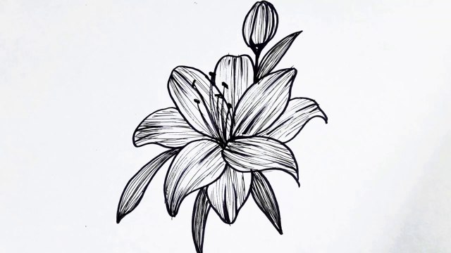 How to draw a Lilly flower __ Easy flower drawing tutorial for beginners