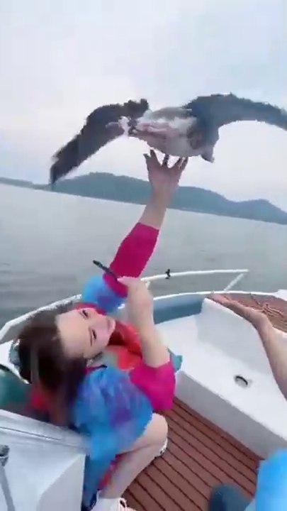How Boat People Helps These Birds