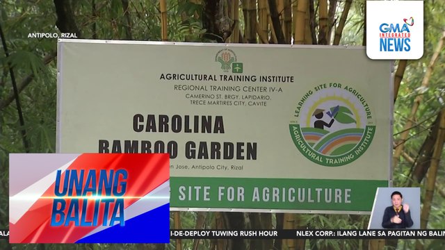 Tamang pagpapalaki at pag-ani ng kawayan, tampok sa 26th Bamboo Training/Seminar ng Carolina Bamboo Garden sa March 22 | Unang Balita