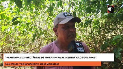 Cómo se produce la seda misionera