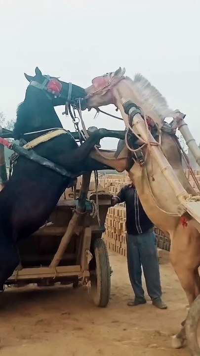 ,,,,,,,,,,,,,,Love or fight of horses,,,,,,,,,,,,
