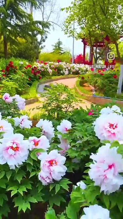 ,,,,,,,,,,,,,,Difference color of flowers in the garden,,,,,,,,,,,,