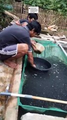Bak sortir yang wajib kalian miliki disetiap segmen budidaya ikan lele