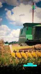 🌽 Un maíz para todos: Harina sin gluten y alto valor nutricional 🌽