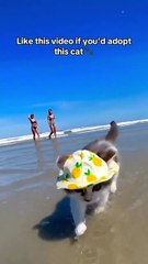 Cat is lovely