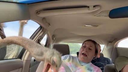 Woman Screams in Fear as Ostriches Eat from Her Bowl