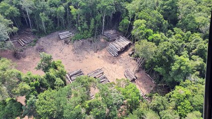 b'PF apreende a maior carga de madeira ilegal da histria do Brasil'