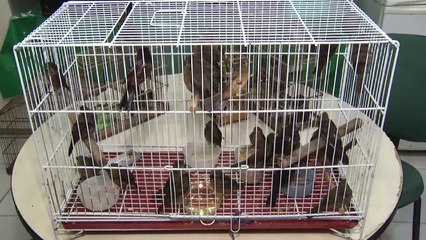 b'Polcia apreende gaiolas com pssaros em nibus'