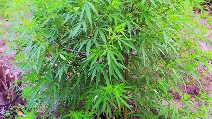 b'PM descobre plantao de maconha em Gurupi'