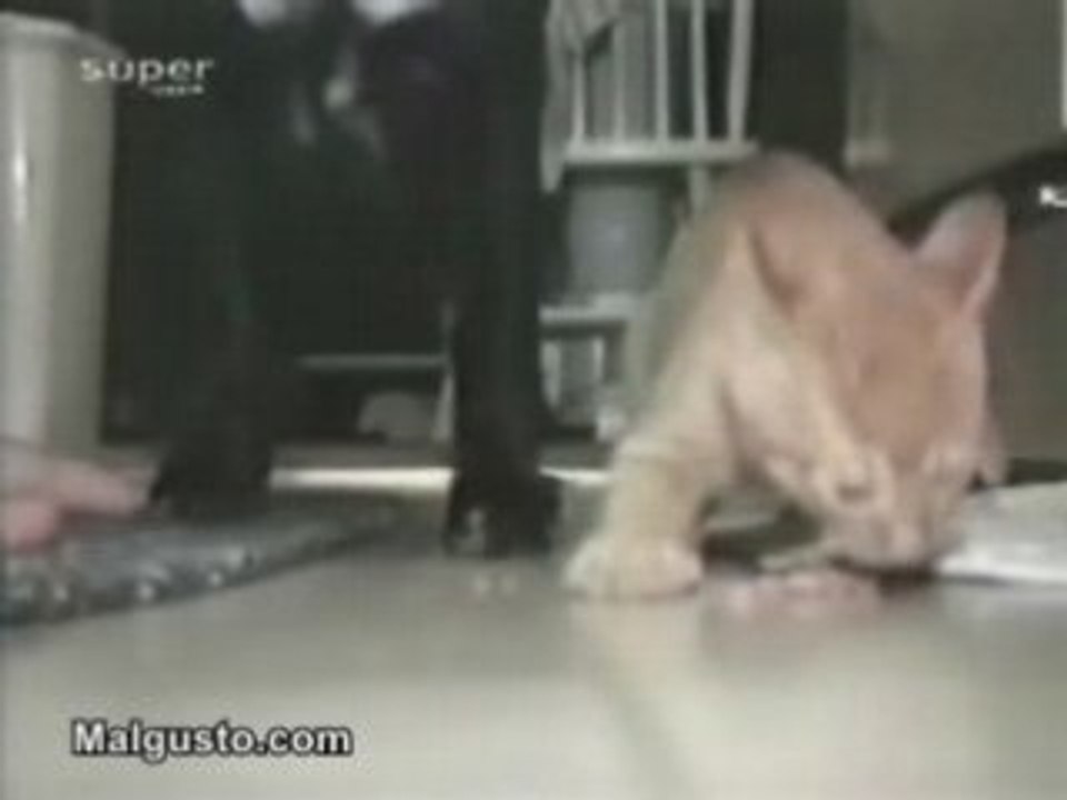 Chat pas partageur