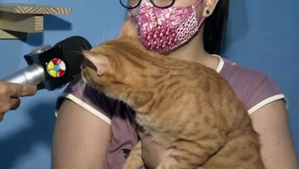 b'Jovem pede ajuda pela internet para operar gato '