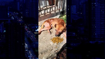 b'Animais vtimas de maus tratos so resgatados na Cabanagem'