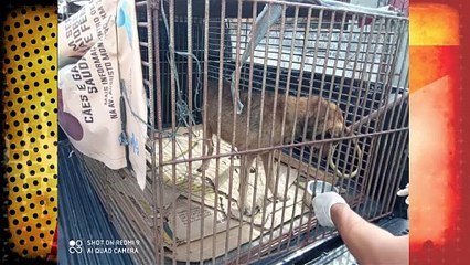 b'Polcia prende homem acusado de abusar de cachorro  '