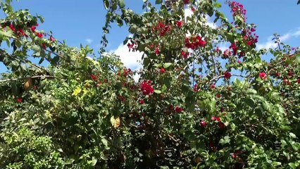 b'Projeto de paisagismo melhora ambientao de comunidade'