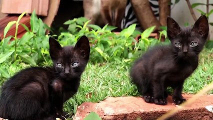 b'Sancionada a Lei de maus-tratos contra ces e gatos'