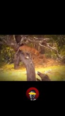 tiger and pigs crazy trollface edit by #ajioedit #dailymotion #viral