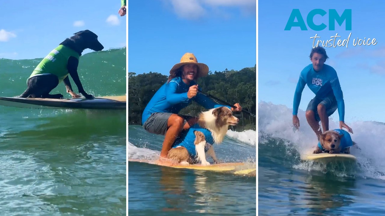 Red cattle dog team wins 2025 Dog Surfing Championship