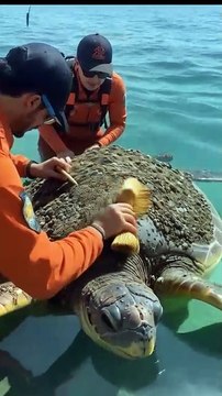 🐢✨ Incredible Rescue! Team Cleans Giant Turtle Covered in Barnacles! 😲🧽