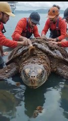 🐢✨ "Rescue Team Saves Majestic Giant Turtle! 🧼 Barnacle Cleanup Transformation!"