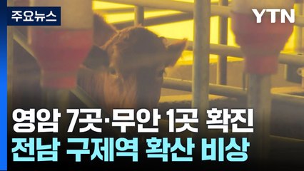 전남 구제역 확산 비상..."주말까지 백신 접종 완료" / YTN
