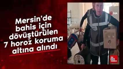 Mersin'de bahis için dövüştürülen 7 horoz koruma altına alındı