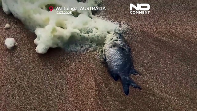 Toxic foam and dead fish force beach closures in South Australia