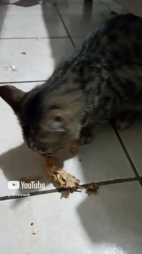 El gatito chamacorron comiendo huesitos de pollo pechugon rostisado #shorts #animales #mascotas