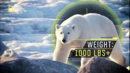 do or die hindi polar bear