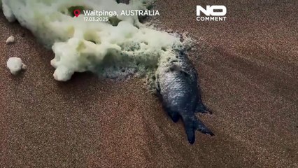 NO COMMENT: La espuma tóxica y los peces muertos obligan al cierre de playas en Australia del Sur
