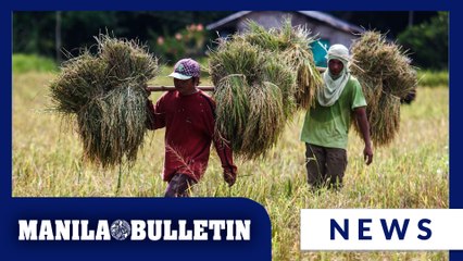 Low palay prices in Cagayan not due to importation—Palace