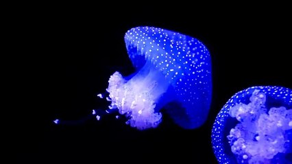 Blue Jellyfish: The Ocean's Elegant Drifter