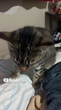 El gato pernanca y el gatito chamacorron despues de comer huesitos de pollo pechugon #shorts #pet