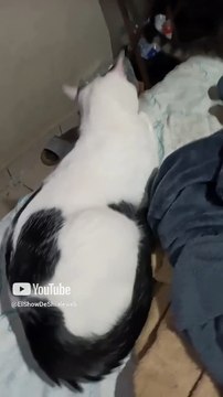 Hermoso gato pernanca y gatito chamacorron comieron pollo pechugon rostisado #shorts #animales #pet