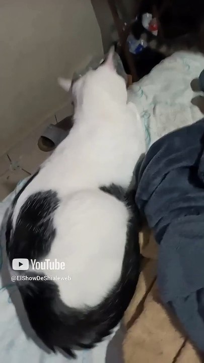 Hermoso gato pernanca y gatito chamacorron comieron pollo pechugon rostisado #shorts #animales #pet