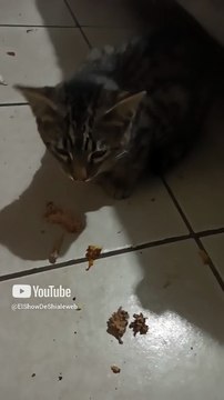 el gato chamacorron comiendose los huesitos que sobraron del pollo pechugon rostisado #shorts #amigo