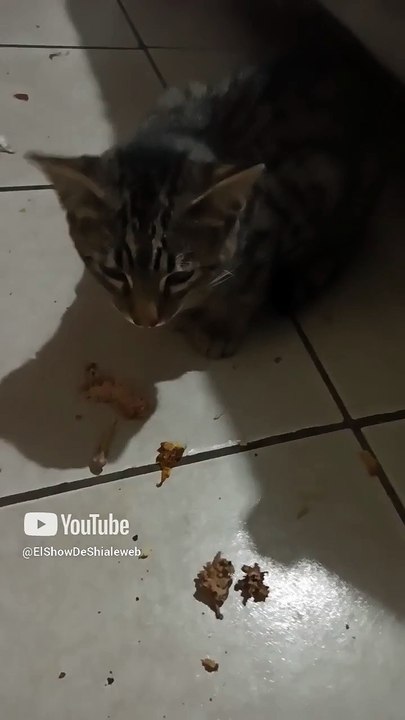 el gato chamacorron comiendose los huesitos que sobraron del pollo pechugon rostisado #shorts #amigo