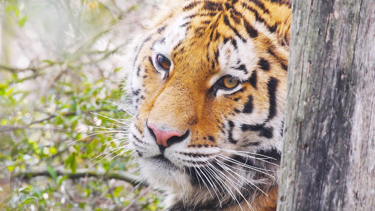 Wie das neue sibirische Tigerweibchen nach Schönbrunn gekommen ist