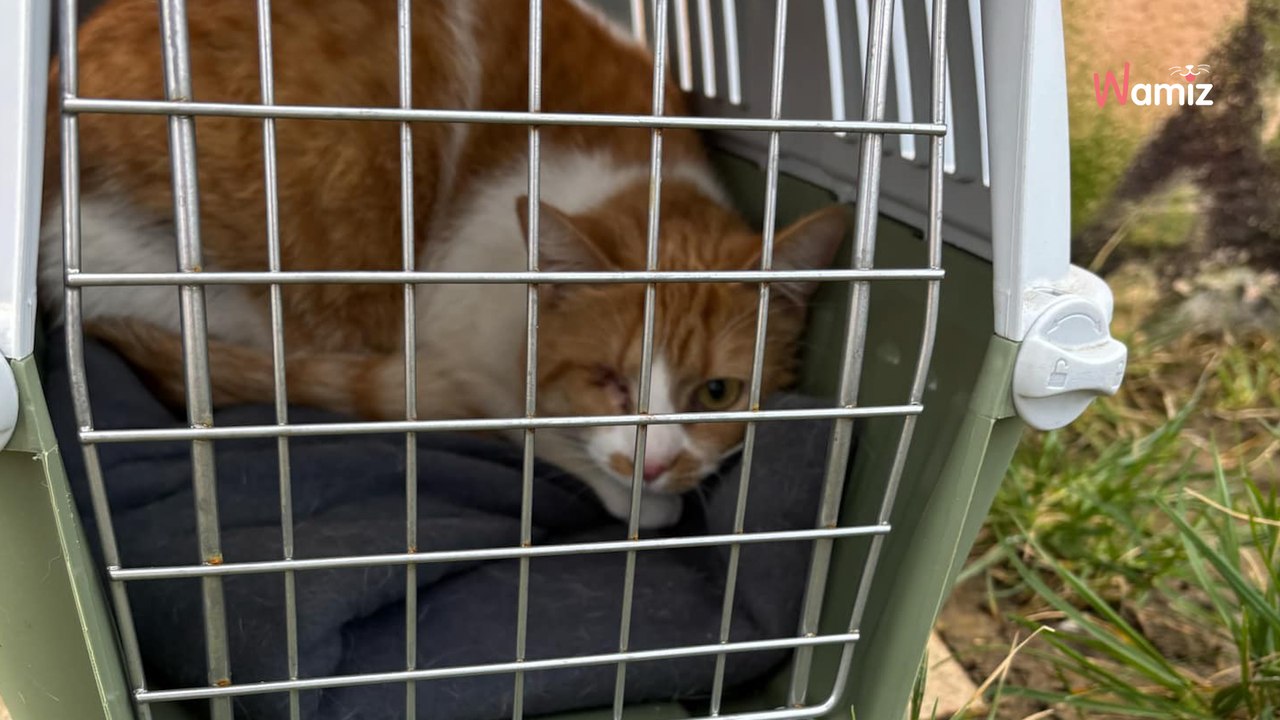 Le refuge retrouve le propriétaire d'un chat abandonné devant le refuge : il pose une question déconcertante