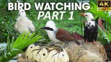 Squirrels & Birds Playing in Nature  Cat TV for Cat To Watch Bird - CatTV Central PART 1