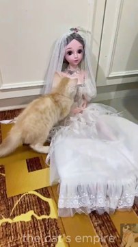 Furry Love Story! 🐾💘 Cat's Sweet Wedding with a Doll
