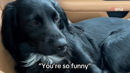 Malgré la confirmation du vétérinaire, les gens donnent une autre race à son chien : il décide d'abandonner