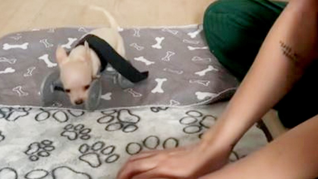 Chihuahua, der ohne zwei Vorderbeine geboren wurde, bekommt einen 3D-gedruckten Rollstuhl