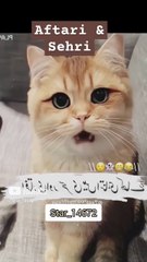 __Avoid Excuse food__ #cat #lover #funny #shorts @Star_14672