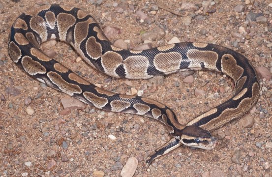 Thieves accused of using snakes to rob store