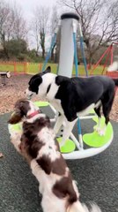 Dogs Enjoy Ride on Merry-Go-Round at Park