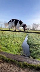 Dog Walks on Narrow Bar