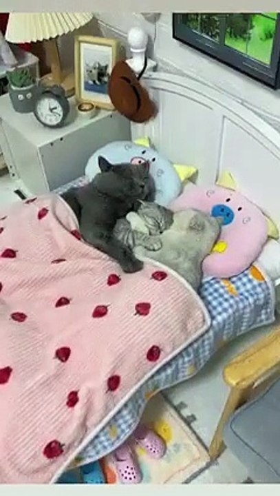 Katze im Karton! 20250318