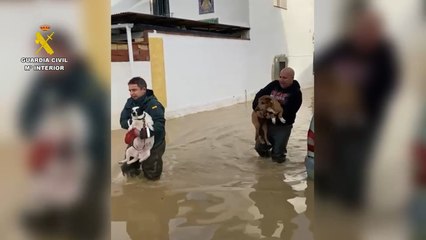 Vídeos de los rescates.