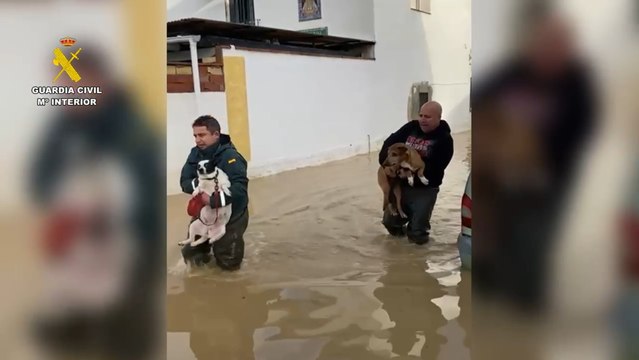 Vídeos de los rescates.