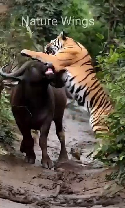 Tiger vs buffalo 🐃😱_wildlife _animals _funny _animallover _tiger _shorts(360P)